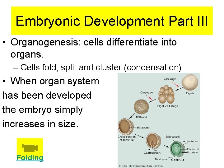Embryonic Development Part III • Organogenesis: cells differentiate into organs. – Cells fold, split