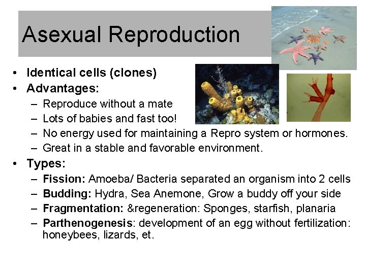 Asexual Reproduction • Identical cells (clones) • Advantages: – – Reproduce without a mate