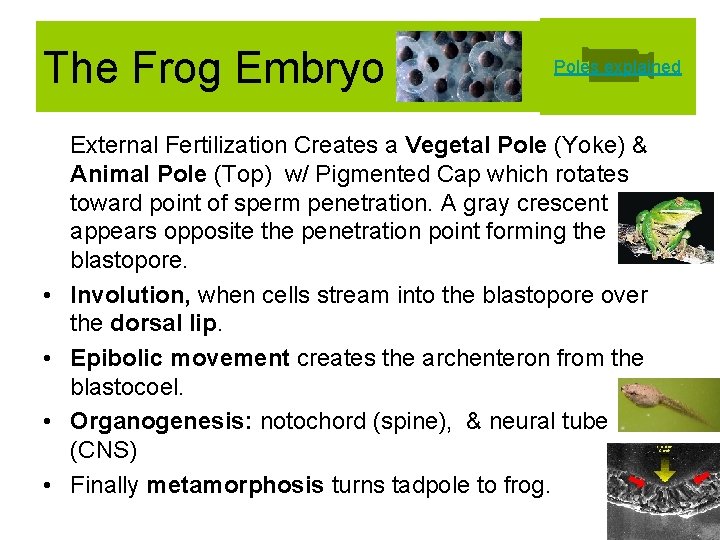 The Frog Embryo • • Poles explained External Fertilization Creates a Vegetal Pole (Yoke)