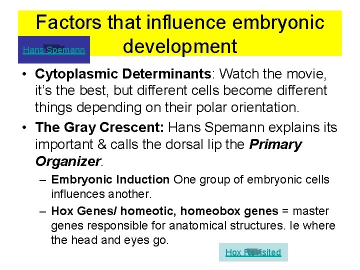 Factors that influence embryonic development Hans Spemann • Cytoplasmic Determinants: Watch the movie, it’s