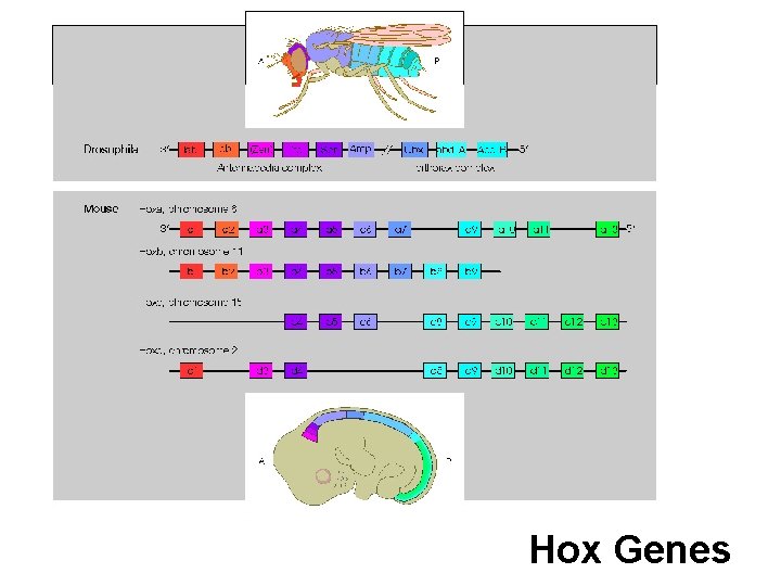 Hox Genes 