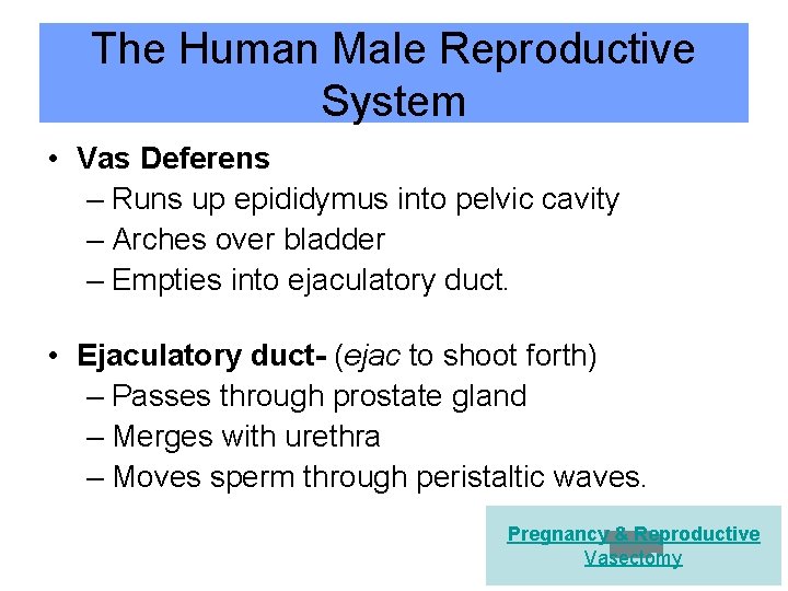 The Human Male Reproductive System • Vas Deferens – Runs up epididymus into pelvic
