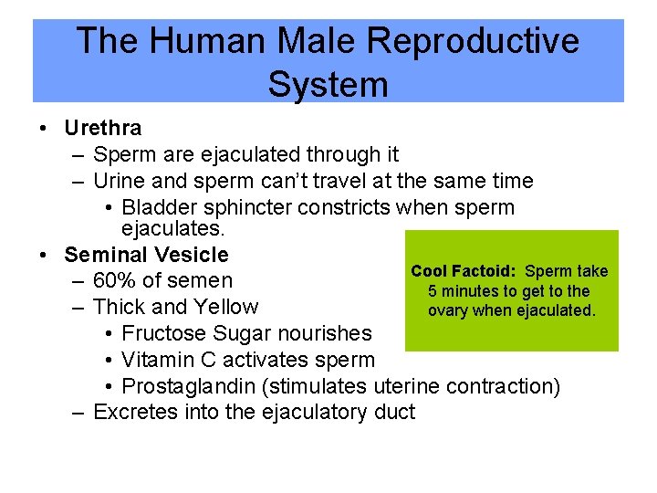 The Human Male Reproductive System • Urethra – Sperm are ejaculated through it –