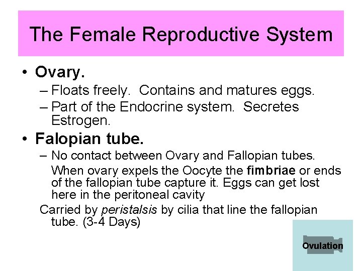 The Female Reproductive System • Ovary. – Floats freely. Contains and matures eggs. –