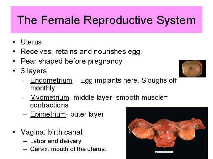 The Female Reproductive System • • Uterus Receives, retains and nourishes egg. Pear shaped