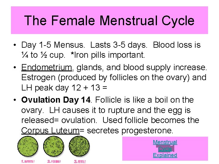 The Female Menstrual Cycle • Day 1 -5 Mensus. Lasts 3 -5 days. Blood
