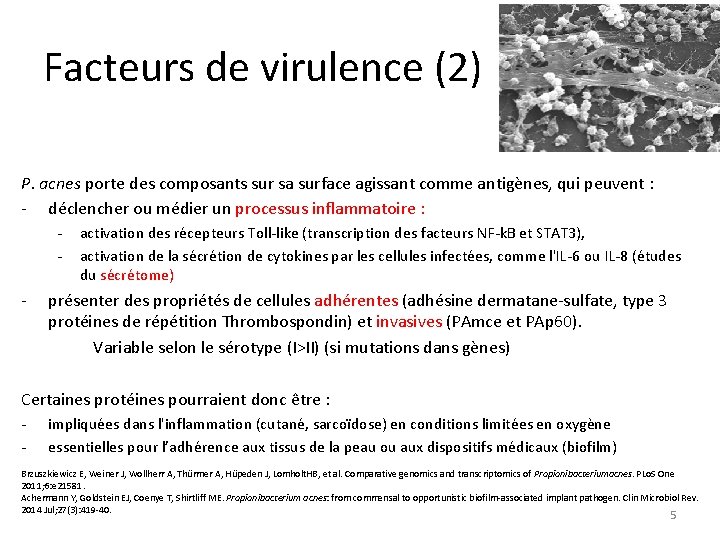 Facteurs de virulence (2) P. acnes porte des composants sur sa surface agissant comme