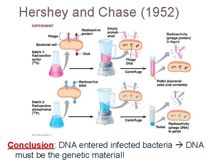 Hershey and Chase (1952) Conclusion: DNA entered infected bacteria DNA must be the genetic