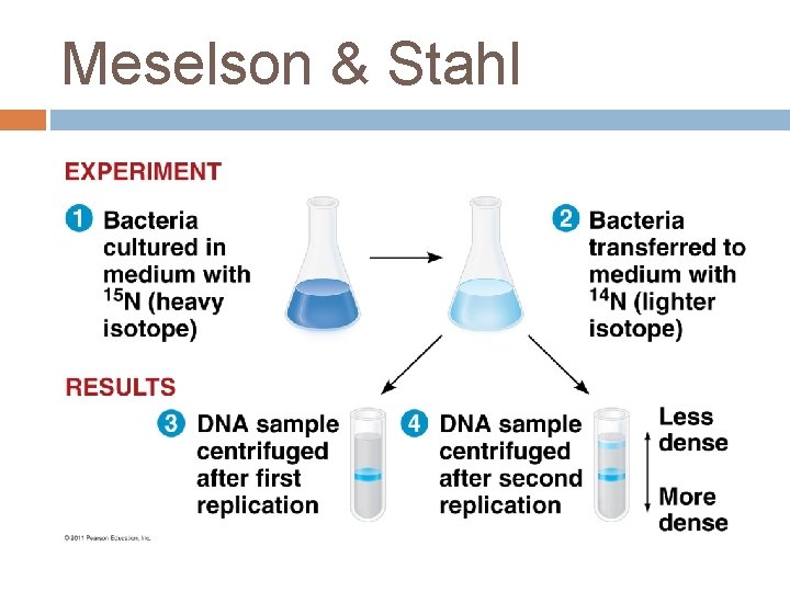 Meselson & Stahl 