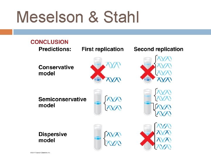 Meselson & Stahl 