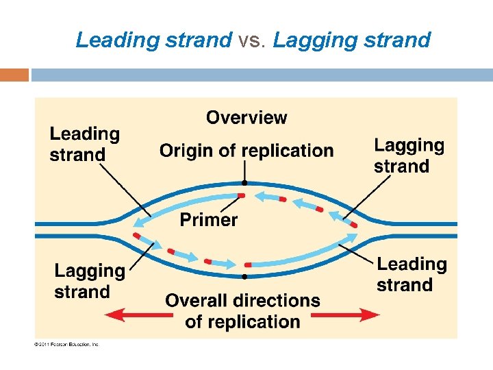 Leading strand vs. Lagging strand 