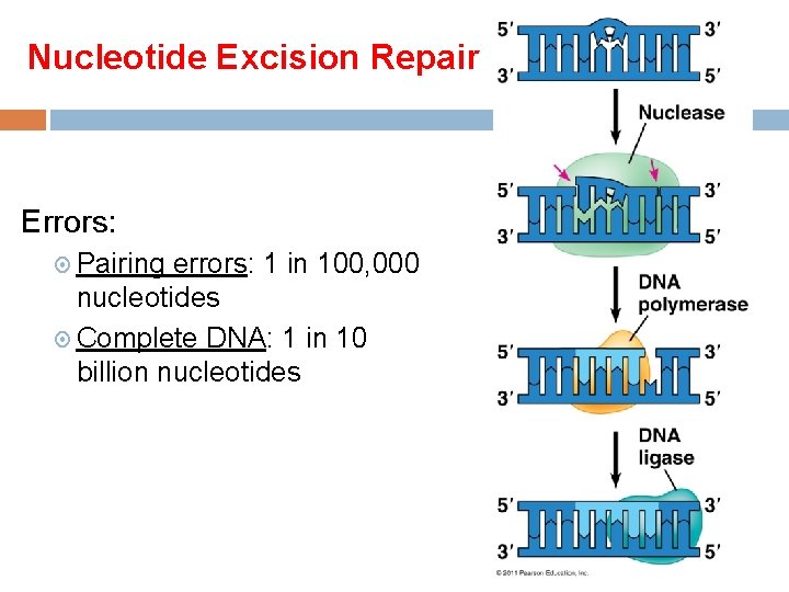 Nucleotide Excision Repair Errors: Pairing errors: 1 in 100, 000 nucleotides Complete DNA: 1