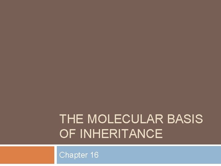 THE MOLECULAR BASIS OF INHERITANCE Chapter 16 