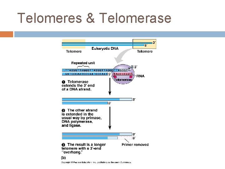 Telomeres & Telomerase 