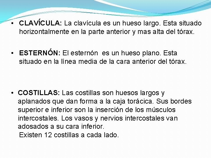  • CLAVÍCULA: La clavícula es un hueso largo. Esta situado horizontalmente en la