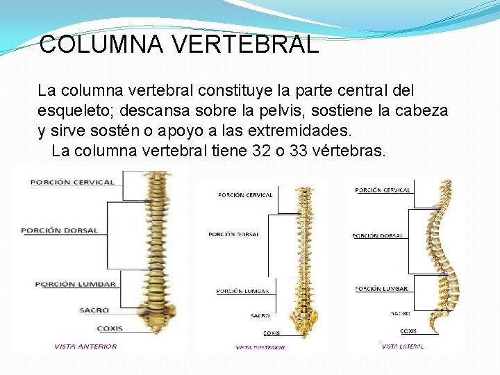 COLUMNA VERTEBRAL La columna vertebral constituye la parte central del esqueleto; descansa sobre la