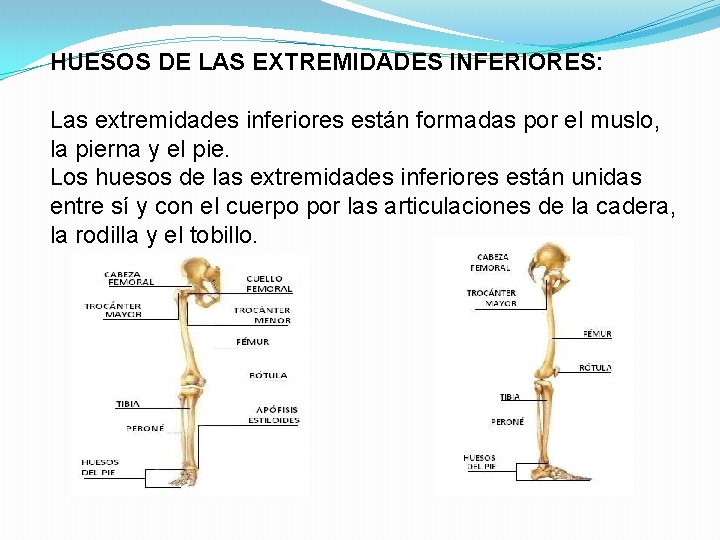 HUESOS DE LAS EXTREMIDADES INFERIORES: Las extremidades inferiores están formadas por el muslo, la