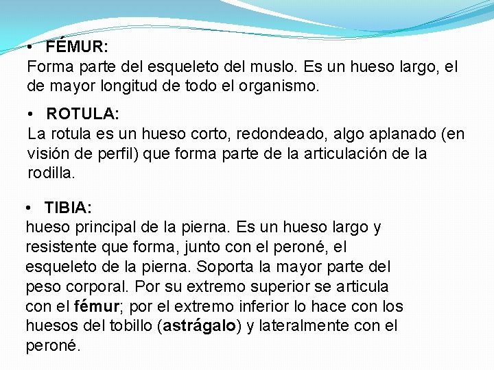  • FÉMUR: Forma parte del esqueleto del muslo. Es un hueso largo, el