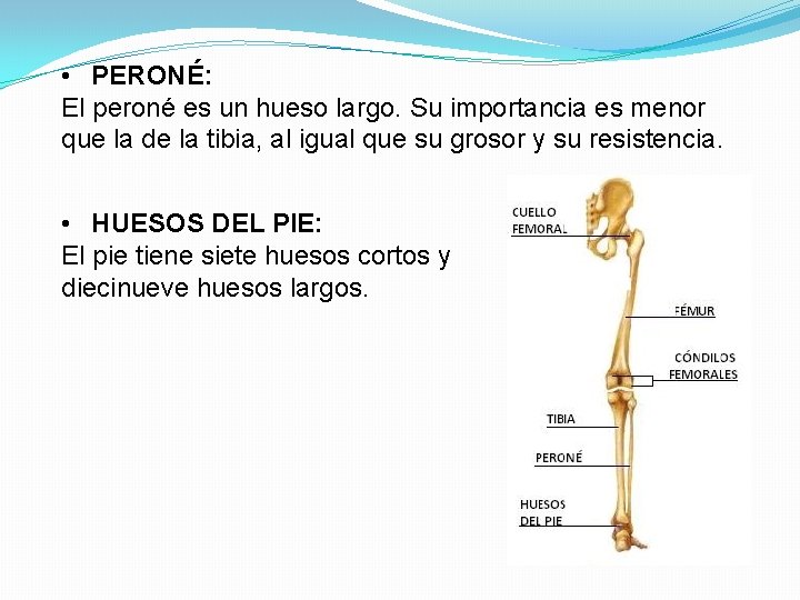  • PERONÉ: El peroné es un hueso largo. Su importancia es menor que