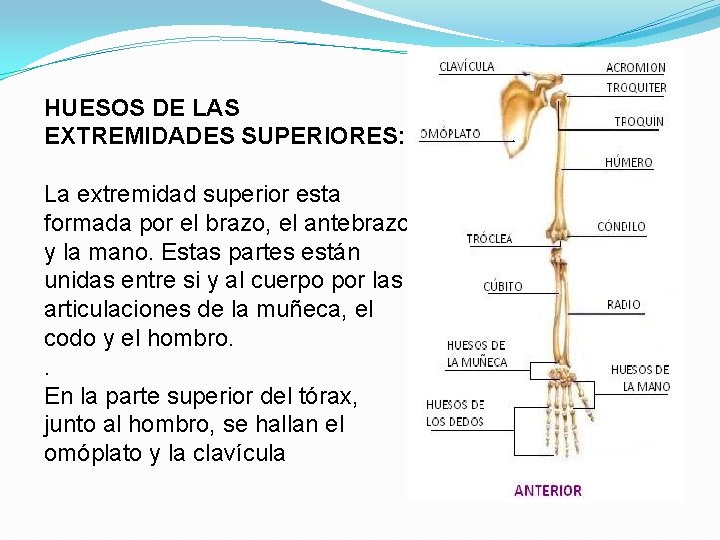 HUESOS DE LAS EXTREMIDADES SUPERIORES: La extremidad superior esta formada por el brazo, el