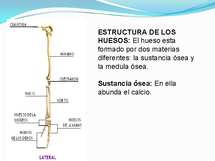 ESTRUCTURA DE LOS HUESOS: El hueso esta formado por dos materias diferentes: la sustancia