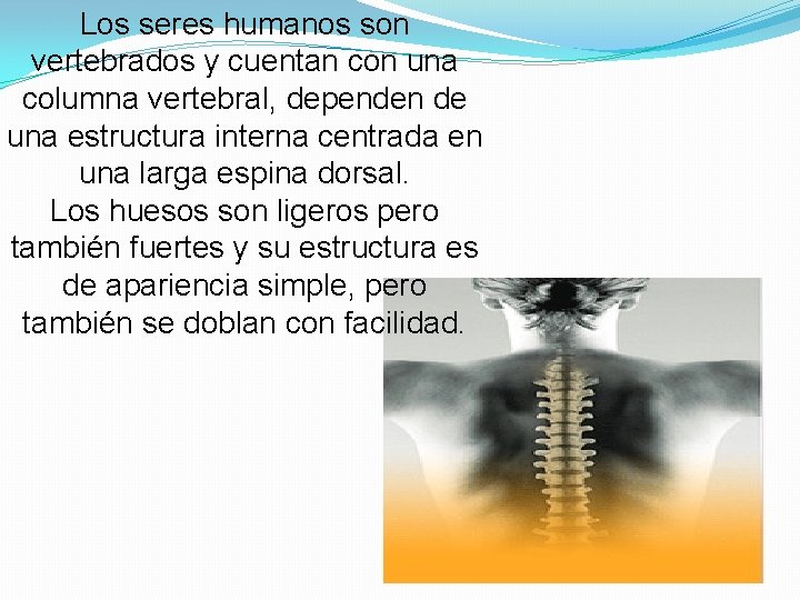 Los seres humanos son vertebrados y cuentan con una columna vertebral, dependen de una
