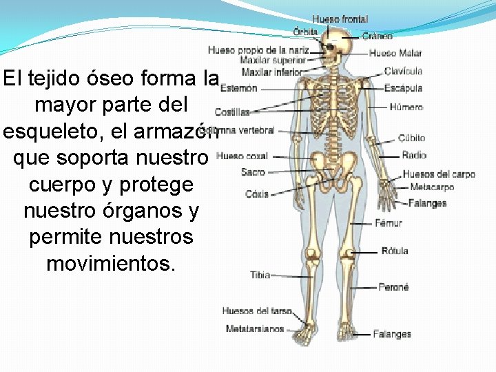 El tejido óseo forma la mayor parte del esqueleto, el armazón que soporta nuestro