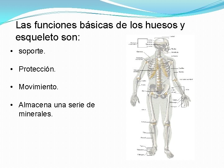 Las funciones básicas de los huesos y esqueleto son: • soporte. • Protección. •