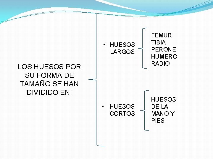  • HUESOS LARGOS FEMUR TIBIA PERONE HUMERO RADIO • HUESOS CORTOS HUESOS DE