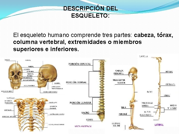 DESCRIPCIÓN DEL ESQUELETO: El esqueleto humano comprende tres partes: cabeza, tórax, columna vertebral, extremidades