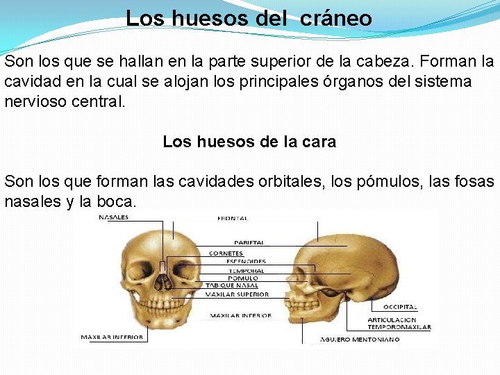 Los huesos del cráneo Son los que se hallan en la parte superior de