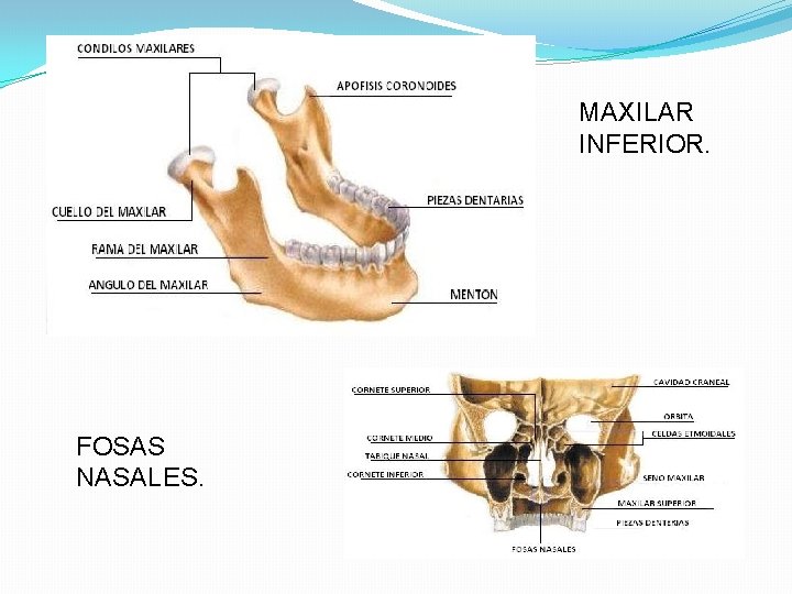 MAXILAR INFERIOR. FOSAS NASALES. 