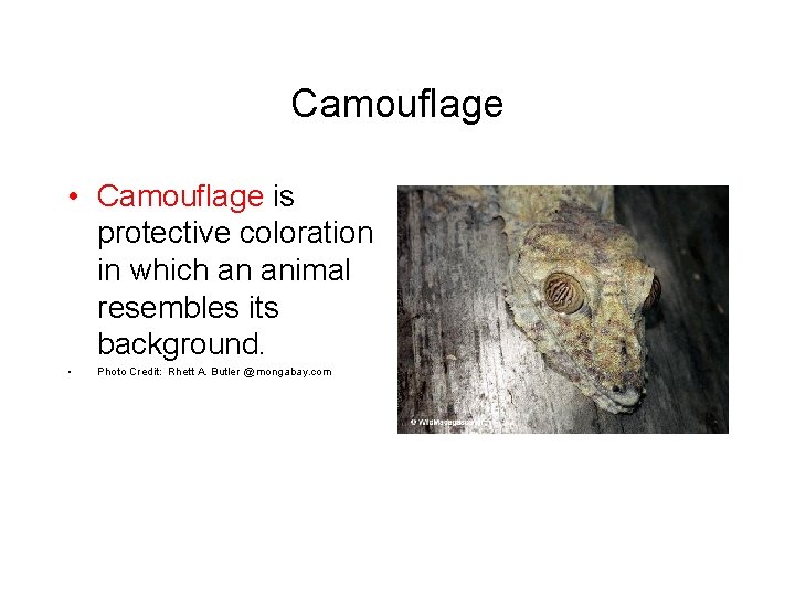 Camouflage • Camouflage is protective coloration in which an animal resembles its background. •