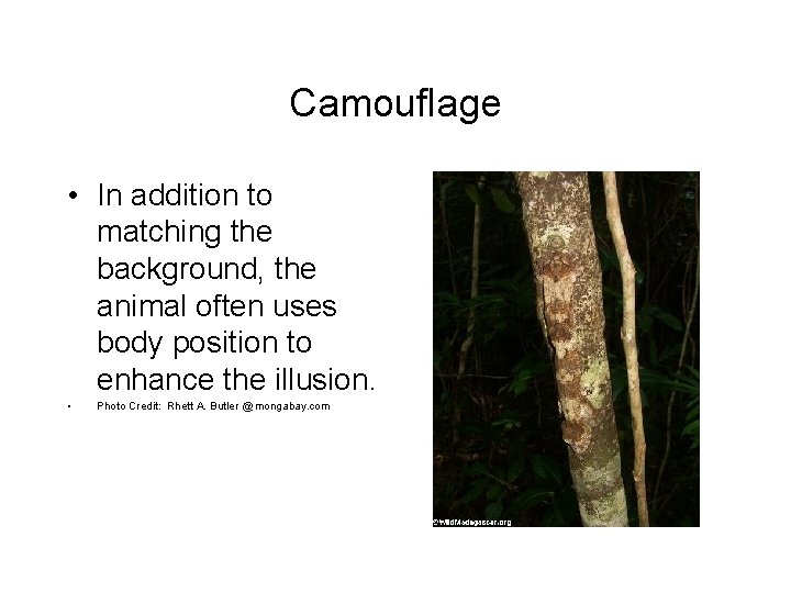 Camouflage • In addition to matching the background, the animal often uses body position