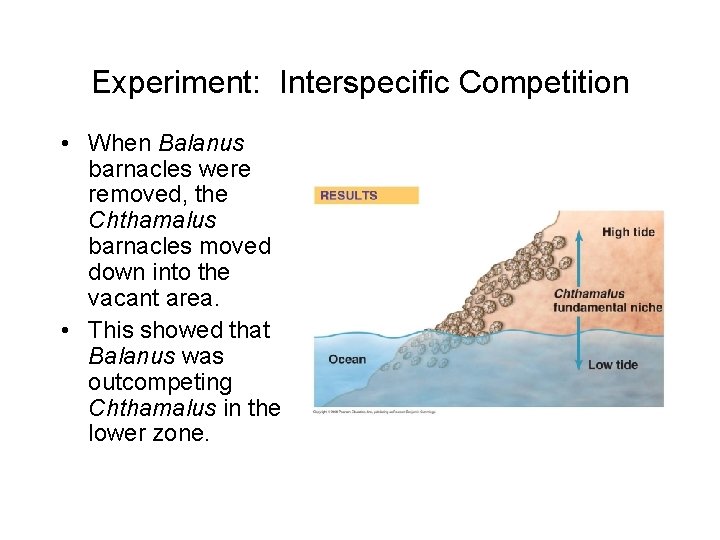 Experiment: Interspecific Competition • When Balanus barnacles were removed, the Chthamalus barnacles moved down