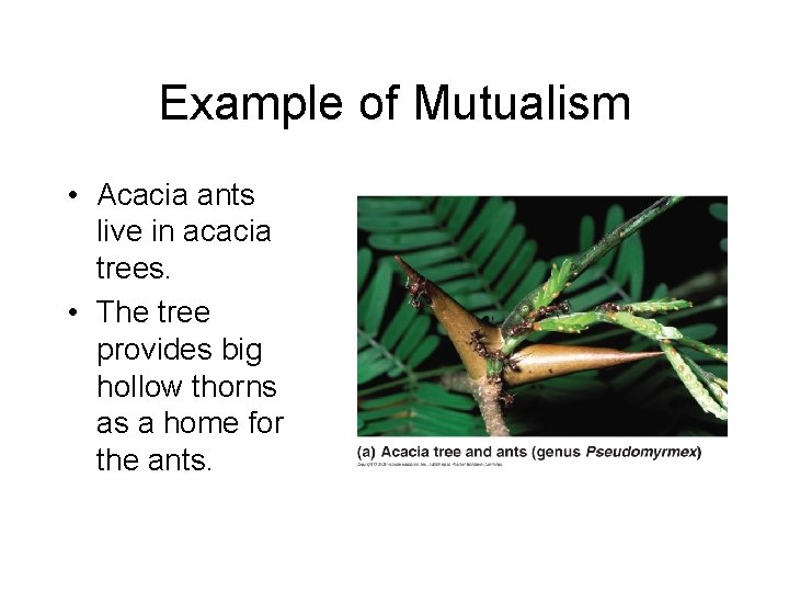 Example of Mutualism • Acacia ants live in acacia trees. • The tree provides