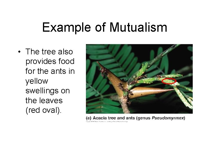 Example of Mutualism • The tree also provides food for the ants in yellow