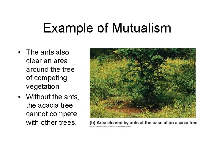 Example of Mutualism • The ants also clear an area around the tree of