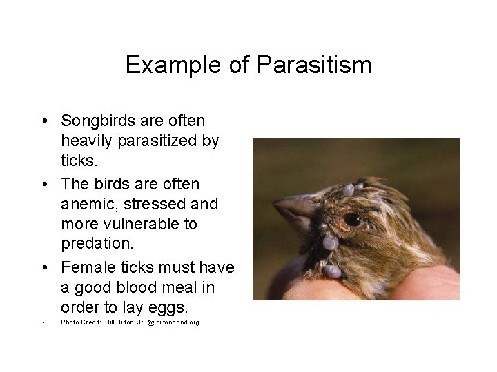 Example of Parasitism • Songbirds are often heavily parasitized by ticks. • The birds