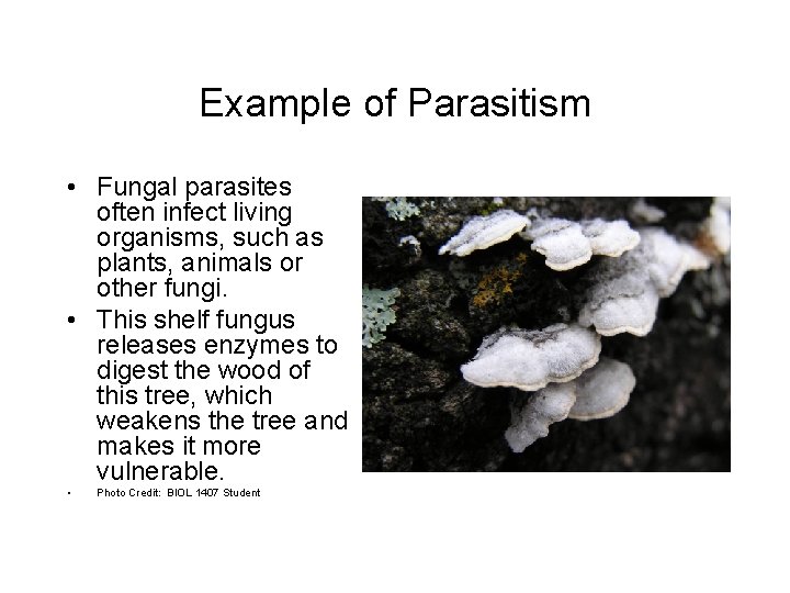 Example of Parasitism • Fungal parasites often infect living organisms, such as plants, animals