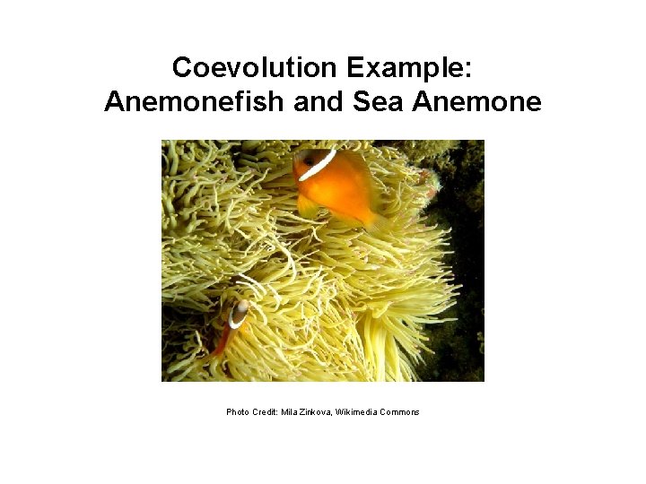 Coevolution Example: Anemonefish and Sea Anemone Photo Credit: Mila Zinkova, Wikimedia Commons 