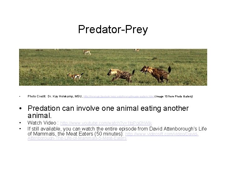 Predator-Prey • Photo Credit: Dr. Kay Holekamp, MSU, http: //hyenas. zoology. msu. edu/hyena/image-gallery. html