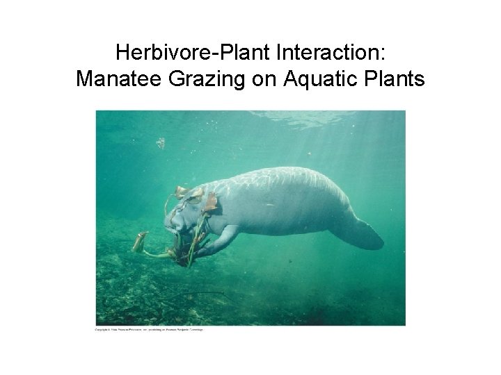 Herbivore-Plant Interaction: Manatee Grazing on Aquatic Plants 