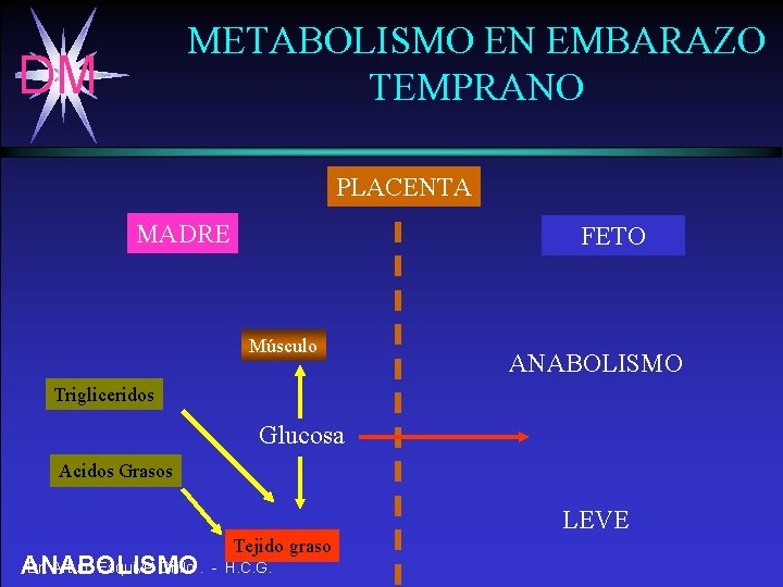 METABOLISMO EN EMBARAZO TEMPRANO DM PLACENTA MADRE FETO Músculo ANABOLISMO Trigliceridos Glucosa Acidos Grasos