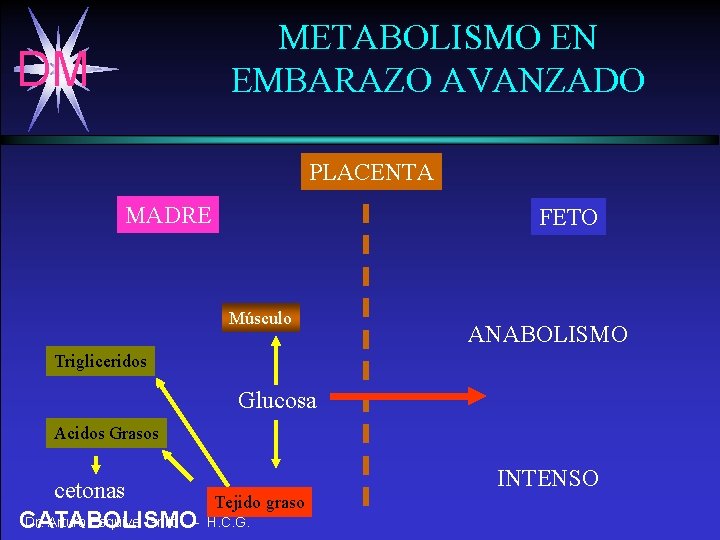 METABOLISMO EN EMBARAZO AVANZADO DM PLACENTA MADRE FETO Músculo ANABOLISMO Trigliceridos Glucosa Acidos Grasos