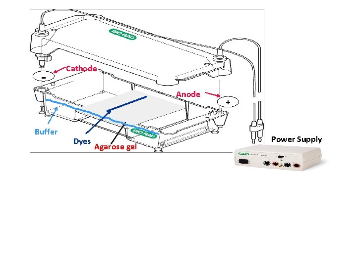 - Cathode Anode Buffer Dyes Agarose gel + Power Supply - Cathode Anode Buffer Dyes Agarose gel + Power Supply