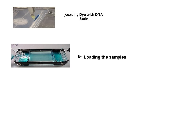 7 -Loading Dye with DNA Stain 8 - Loading the samples 7 -Loading Dye with DNA Stain 8 - Loading the samples