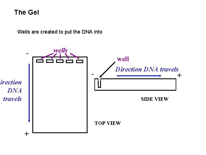 The Gel Wells are created to put the DNA into - wells - well The Gel Wells are created to put the DNA into - wells - well