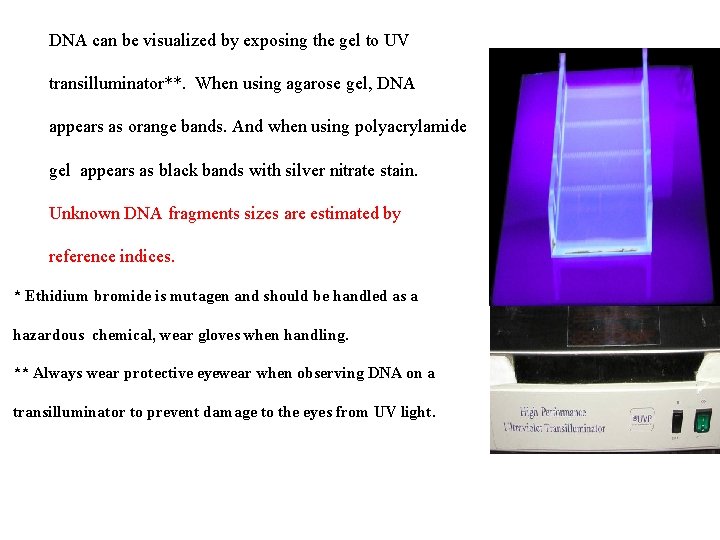 DNA can be visualized by exposing the gel to UV transilluminator**. When using agarose DNA can be visualized by exposing the gel to UV transilluminator**. When using agarose