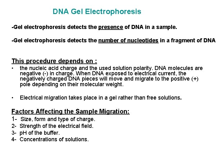 DNA Gel Electrophoresis -Gel electrophoresis detects the presence of DNA in a sample. -Gel DNA Gel Electrophoresis -Gel electrophoresis detects the presence of DNA in a sample. -Gel